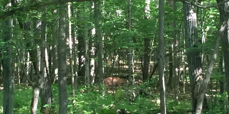 Camper submitted image from Leonard Harrison State Park Campground