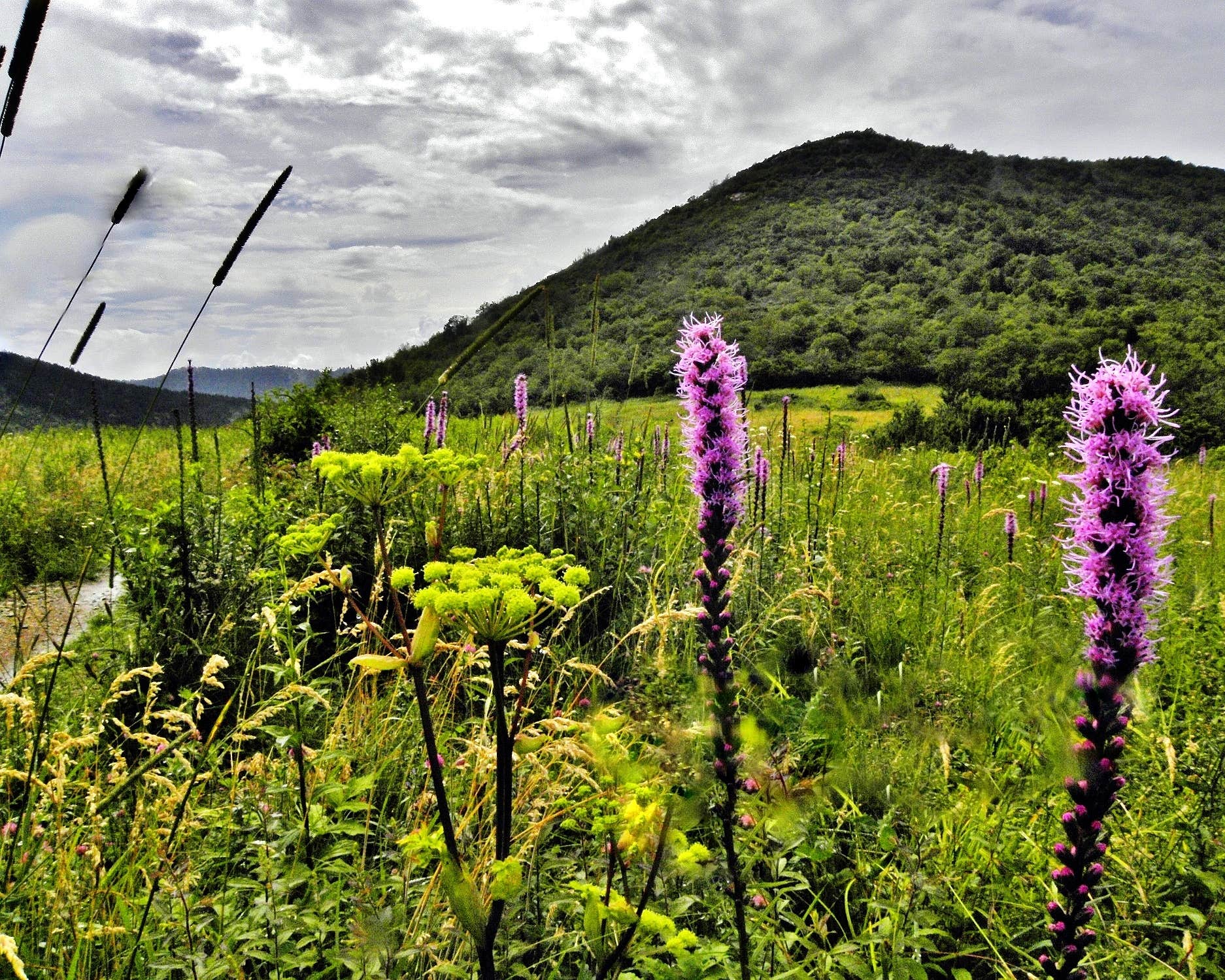 Camper submitted image from Black Balsam Knob - Dispersed Camping - 3