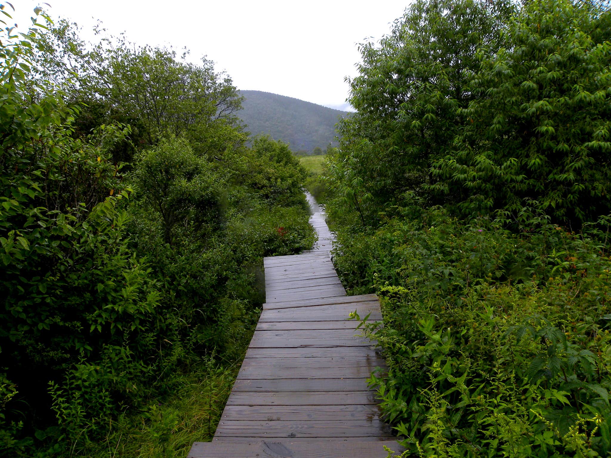 Camper submitted image from Black Balsam Knob - Dispersed Camping - 5