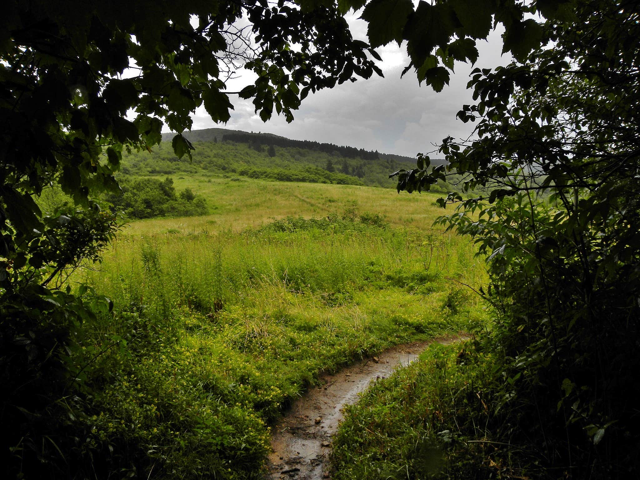 Camper submitted image from Black Balsam Knob - Dispersed Camping - 2