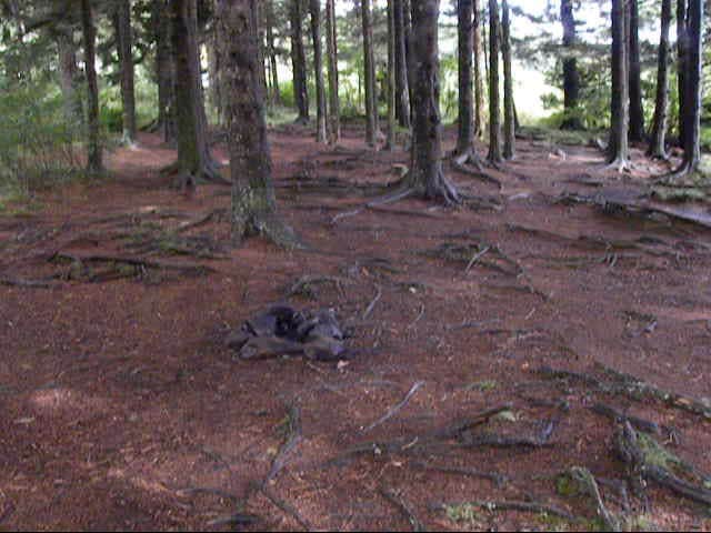 Camper-submitted photo at Black Balsam Knob - Dispersed Camping near Glendale, SC
