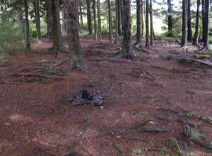Black Balsam Knob - Dispersed Camping