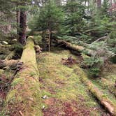 Review photo of Heart O' the Hills Campground — Olympic National Park by Ariel & John  W., October 27, 2020