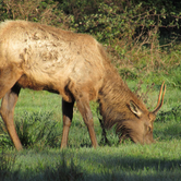 Review photo of Elk Prairie Campground — Prairie Creek Redwoods State Park by Patricia O., May 23, 2018
