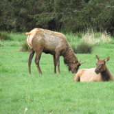 Review photo of Elk Prairie Campground — Prairie Creek Redwoods State Park by Patricia O., May 23, 2018