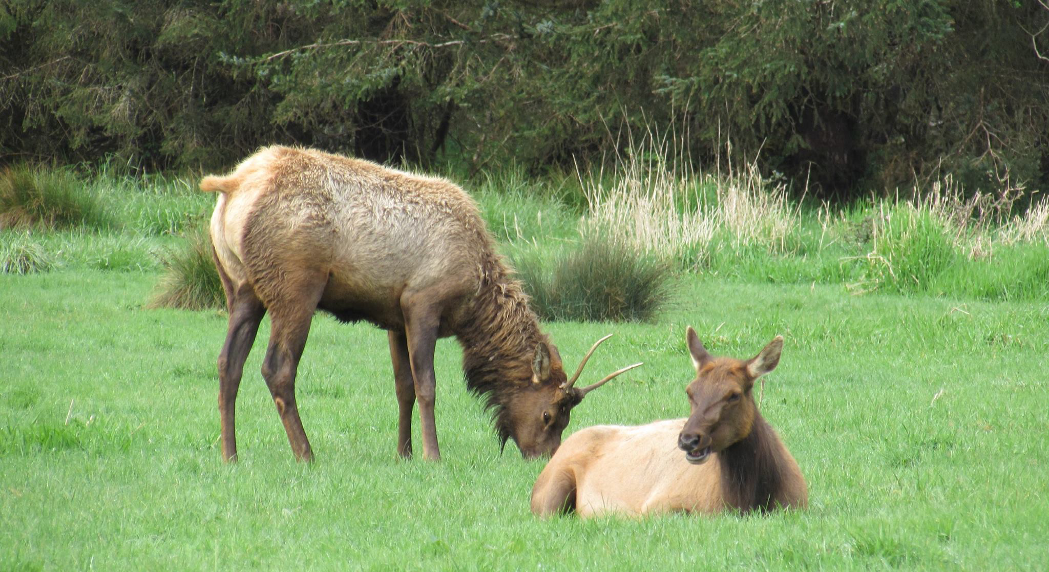 Elk Grazing near Prairie Campground at Prairie Creek Redwoods State Park