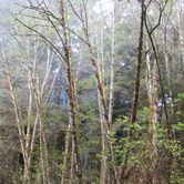 Review photo of Elk Prairie Campground — Prairie Creek Redwoods State Park by Patricia O., May 23, 2018