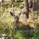 Review photo of Lower Twin Lake Campground by erin O., November 5, 2020