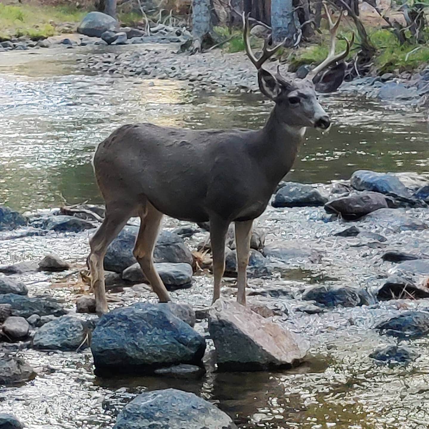 Camper submitted image from Lower Twin Lake Campground - 1