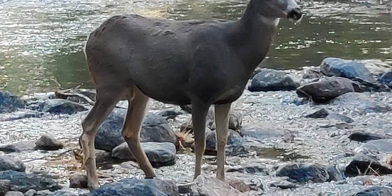 Camper submitted image from Lower Twin Lake Campground