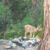 Review photo of Castle Lake Campground by erin O., November 5, 2020