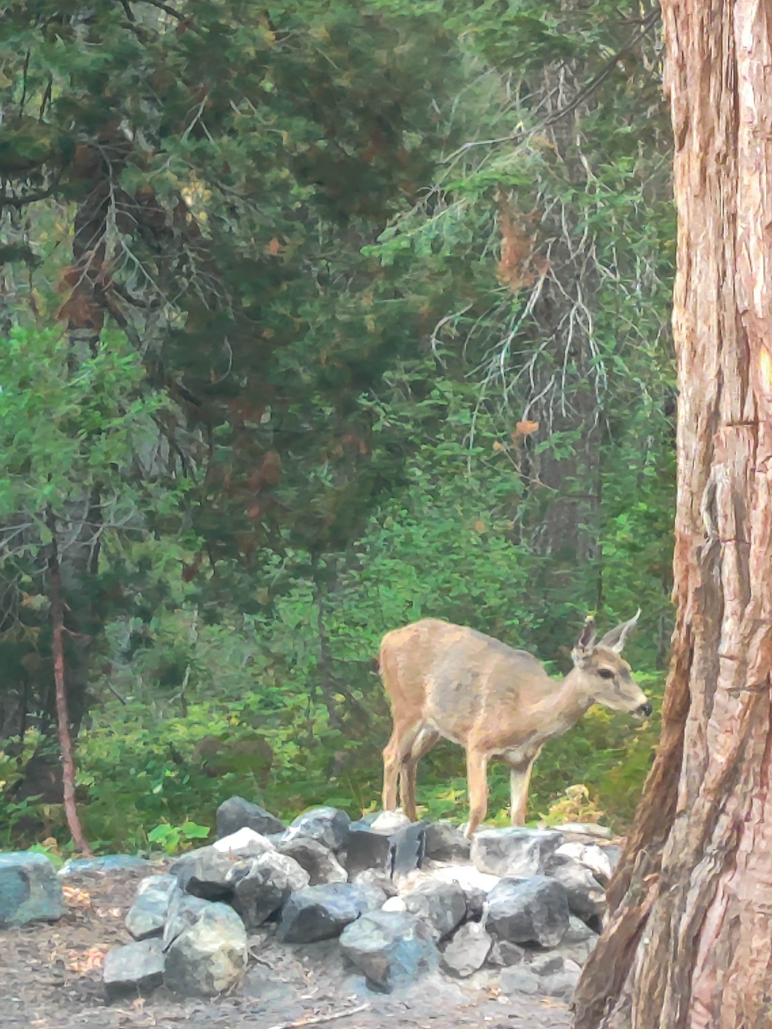 Camper submitted image from Castle Lake Campground - 1