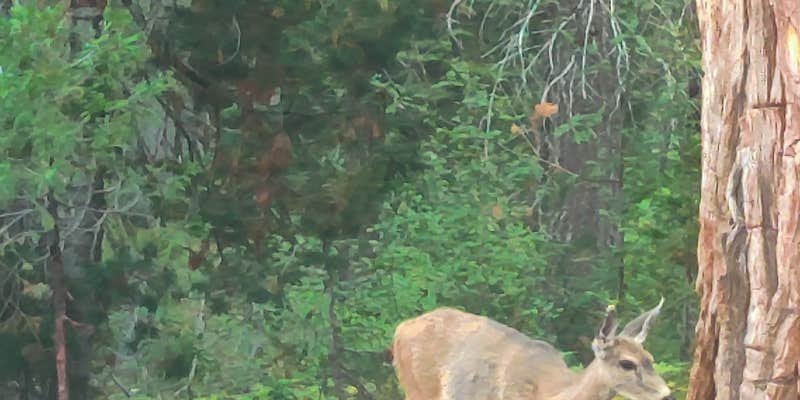 Camper submitted image from Castle Lake Campground