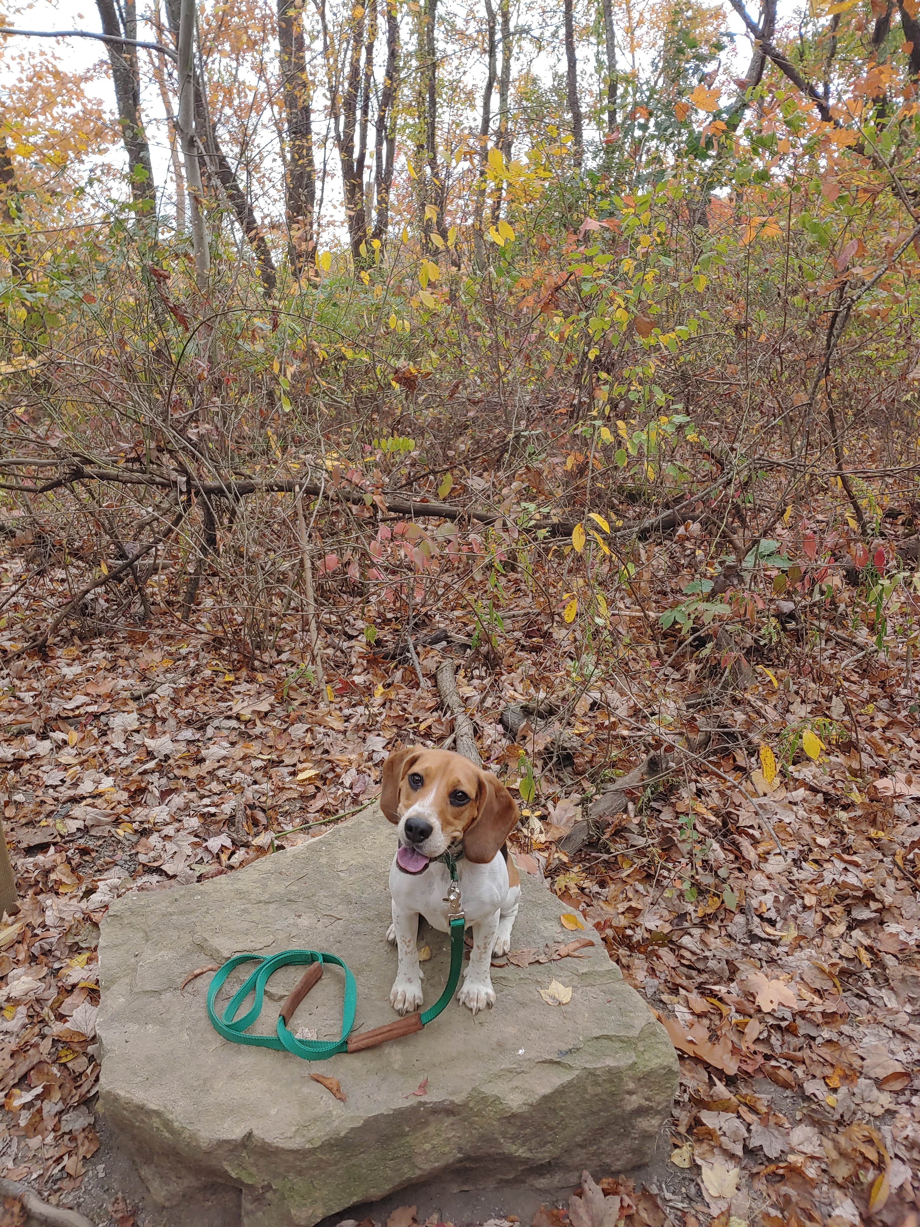 Ashley J.'s photo of camping with pets at Tall Oaks Campground near Terra Alta, WV