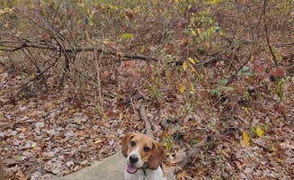 Ashley J.'s photo of camping with pets at Tall Oaks Campground near Paw Paw, WV