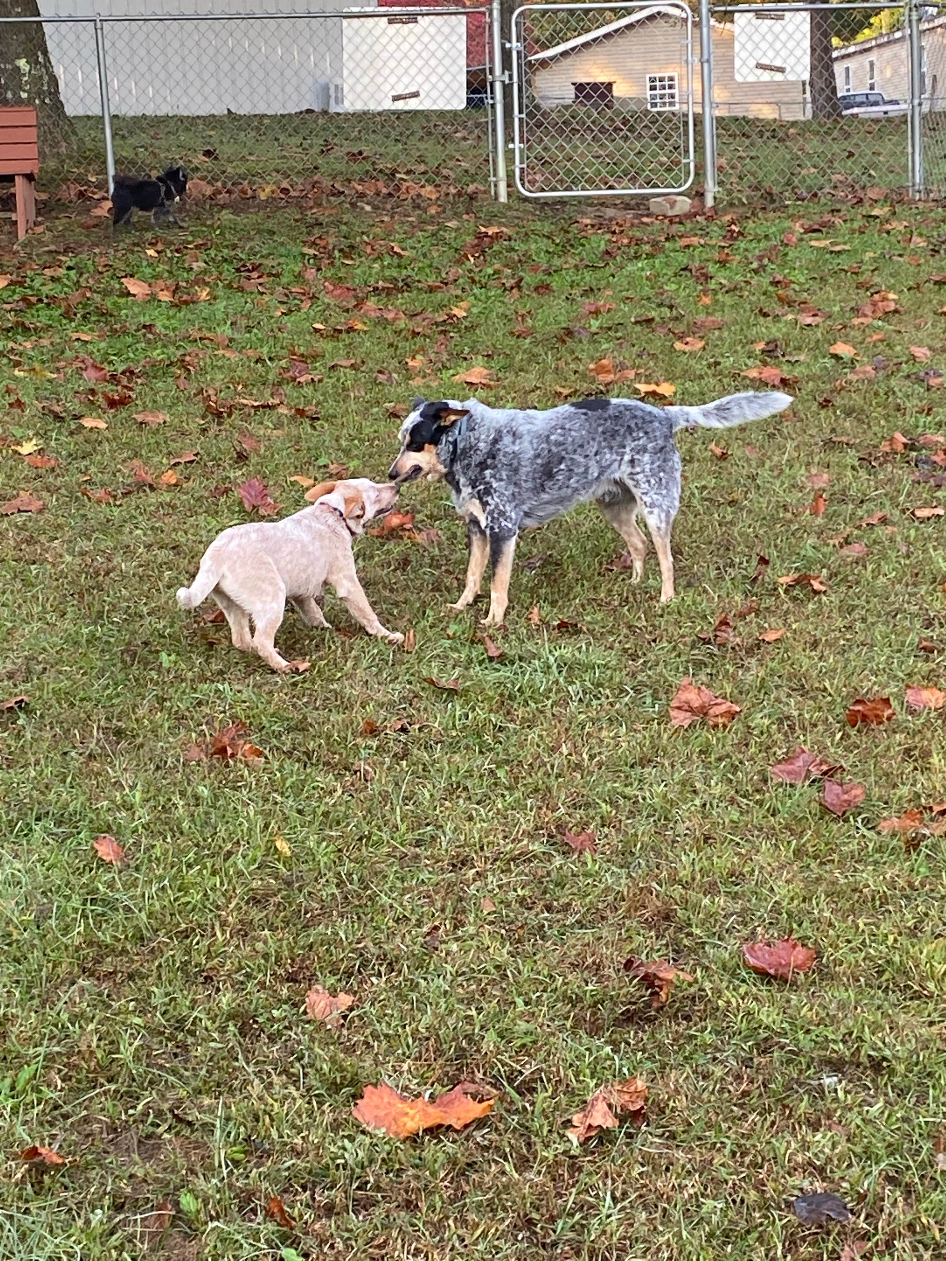 Shelly S.'s photo of camping with pets at Corbin - Laurel Lake KOA near Laurel River Lake