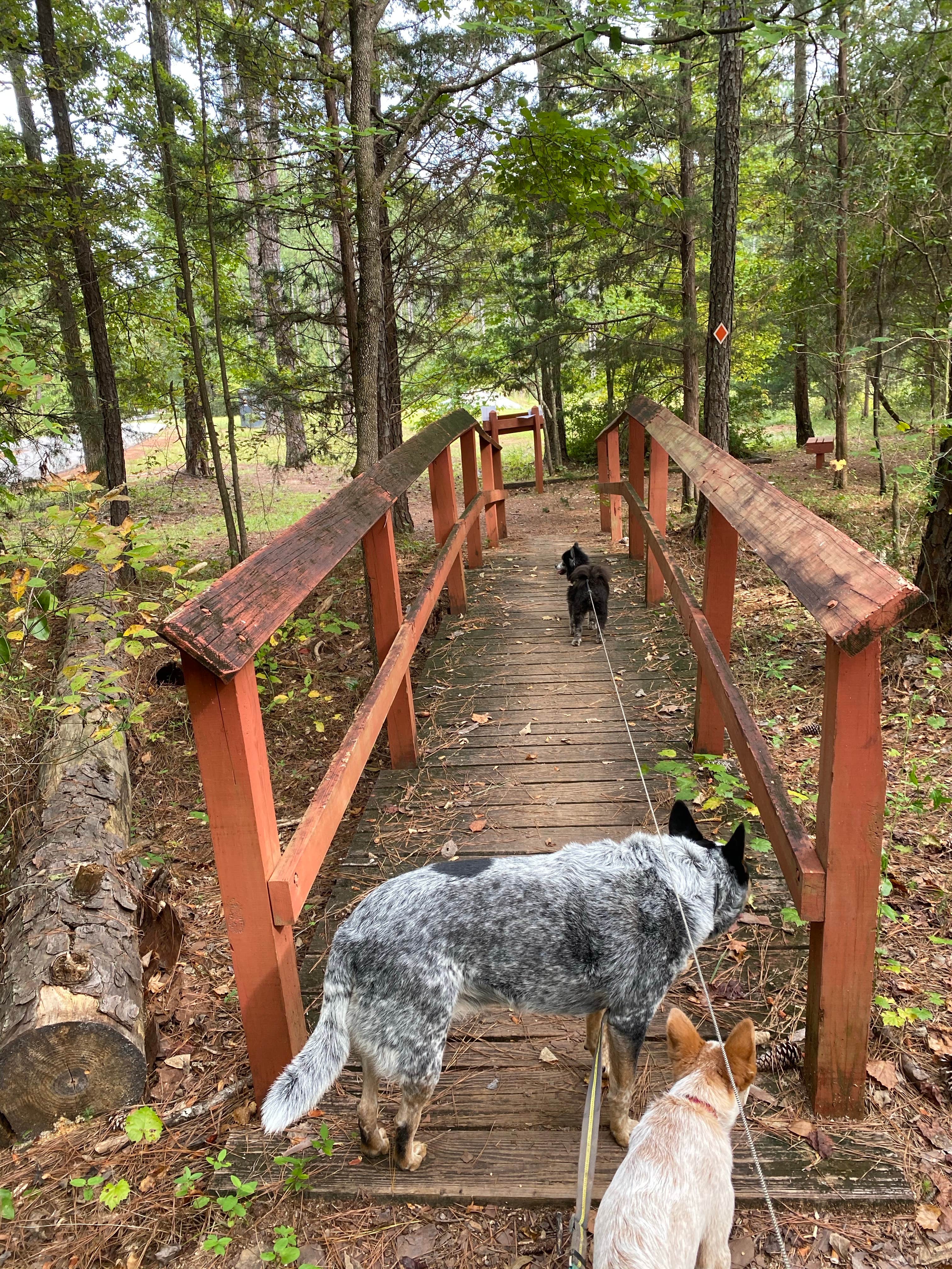 Shelly S.'s photo of camping with pets at High Falls State Park Campground near Zebulon, GA