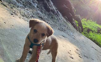 Shelly S.'s photo of camping with pets at Maquoketa Caves State Park Campground near Wyoming, IA