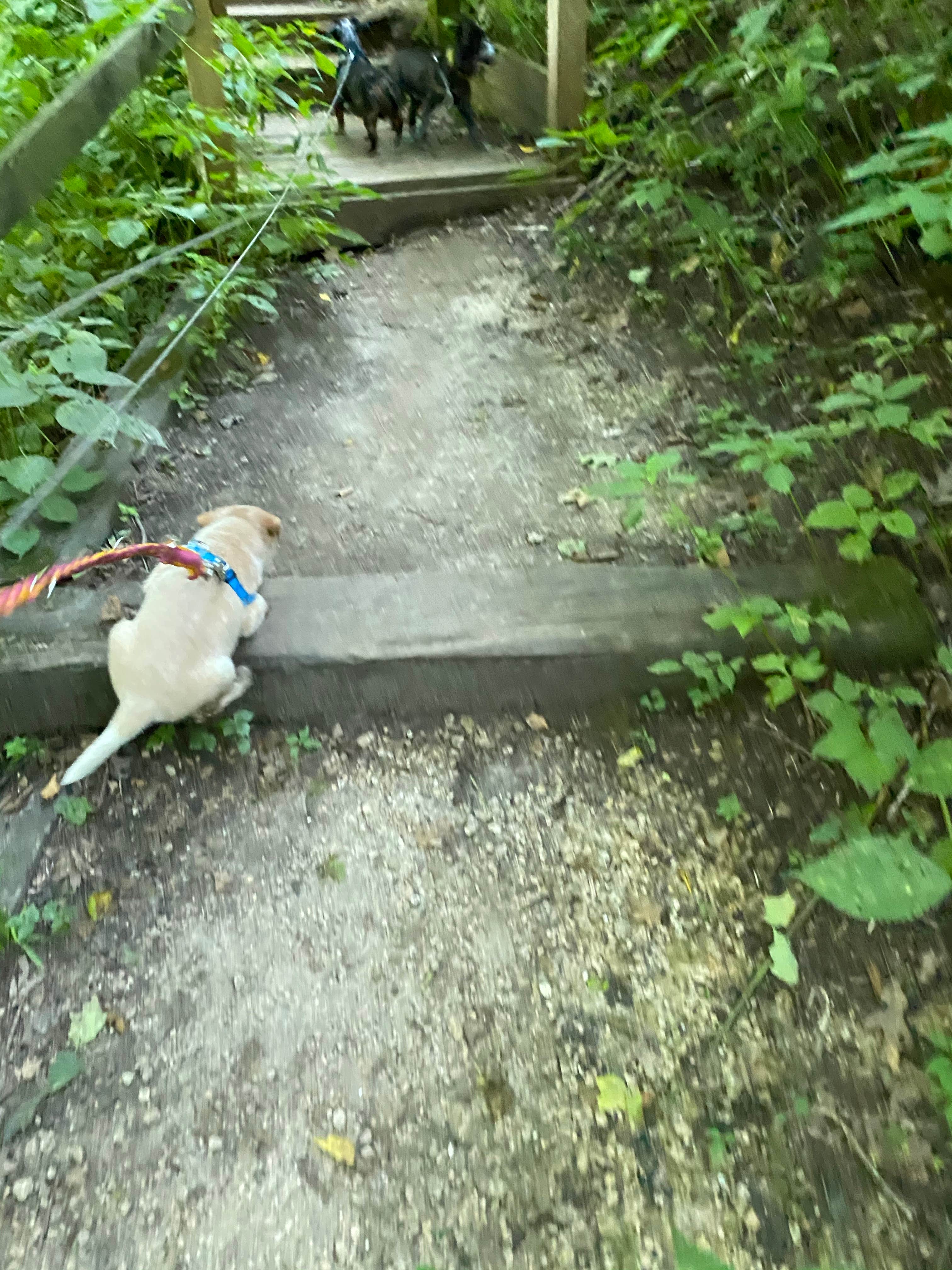 Shelly S.'s photo of camping with pets at Maquoketa Caves State Park Campground near Galena, IL