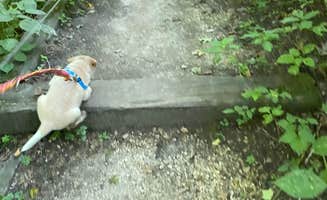 Shelly S.'s photo of camping with pets at Maquoketa Caves State Park Campground near Galena, IL