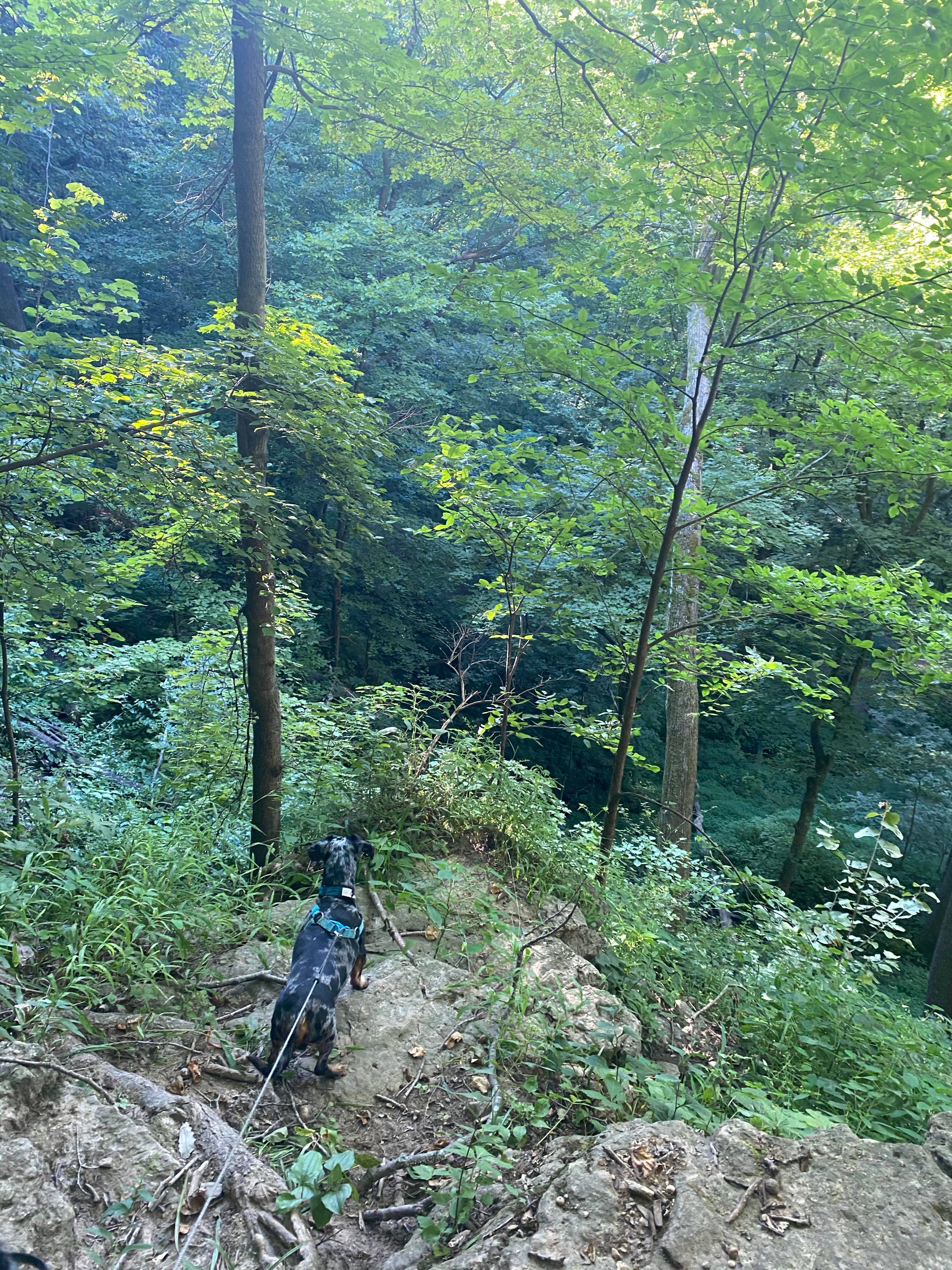 Shelly S.'s photo of camping with pets at Maquoketa Caves State Park Campground near Galena, IL