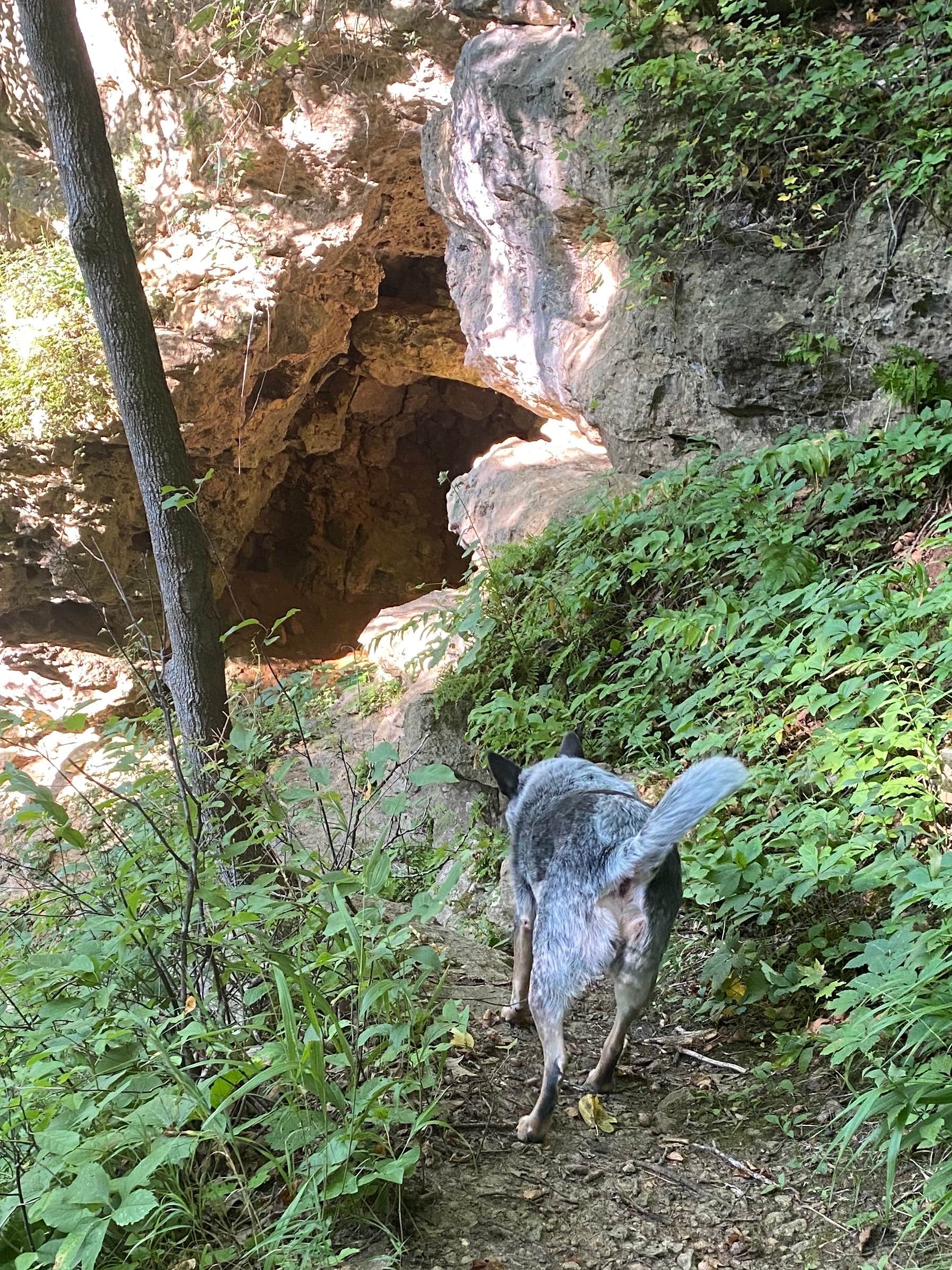 Shelly S.'s photo of camping with pets at Maquoketa Caves State Park Campground near Hanover, IL