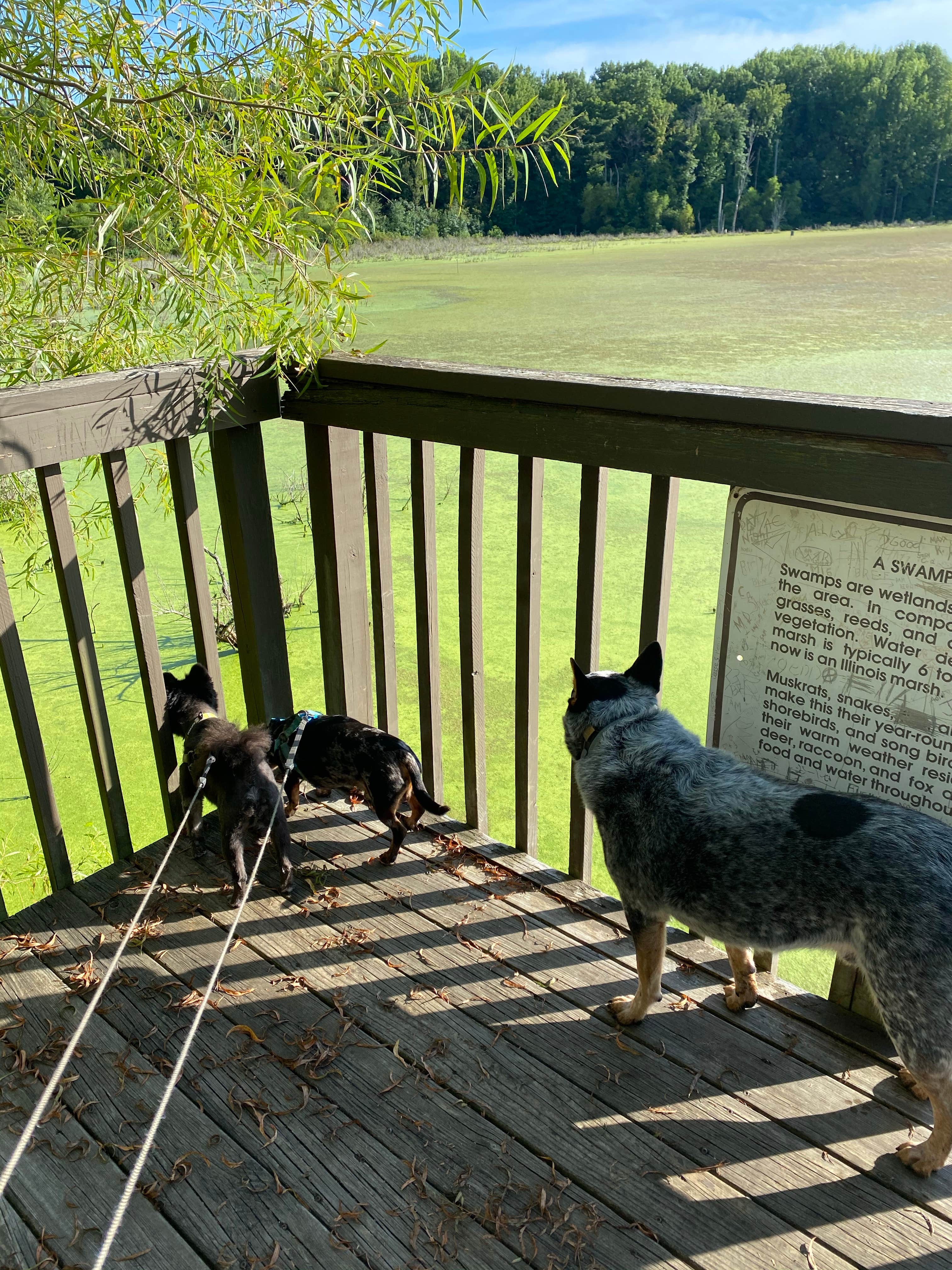 Camper submitted image from Beaver Dam State Park Campground - 1