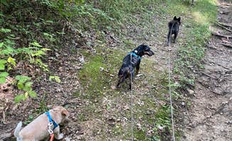 Shelly S.'s photo of camping with pets at Beaver Dam State Park Campground near Alton, IL