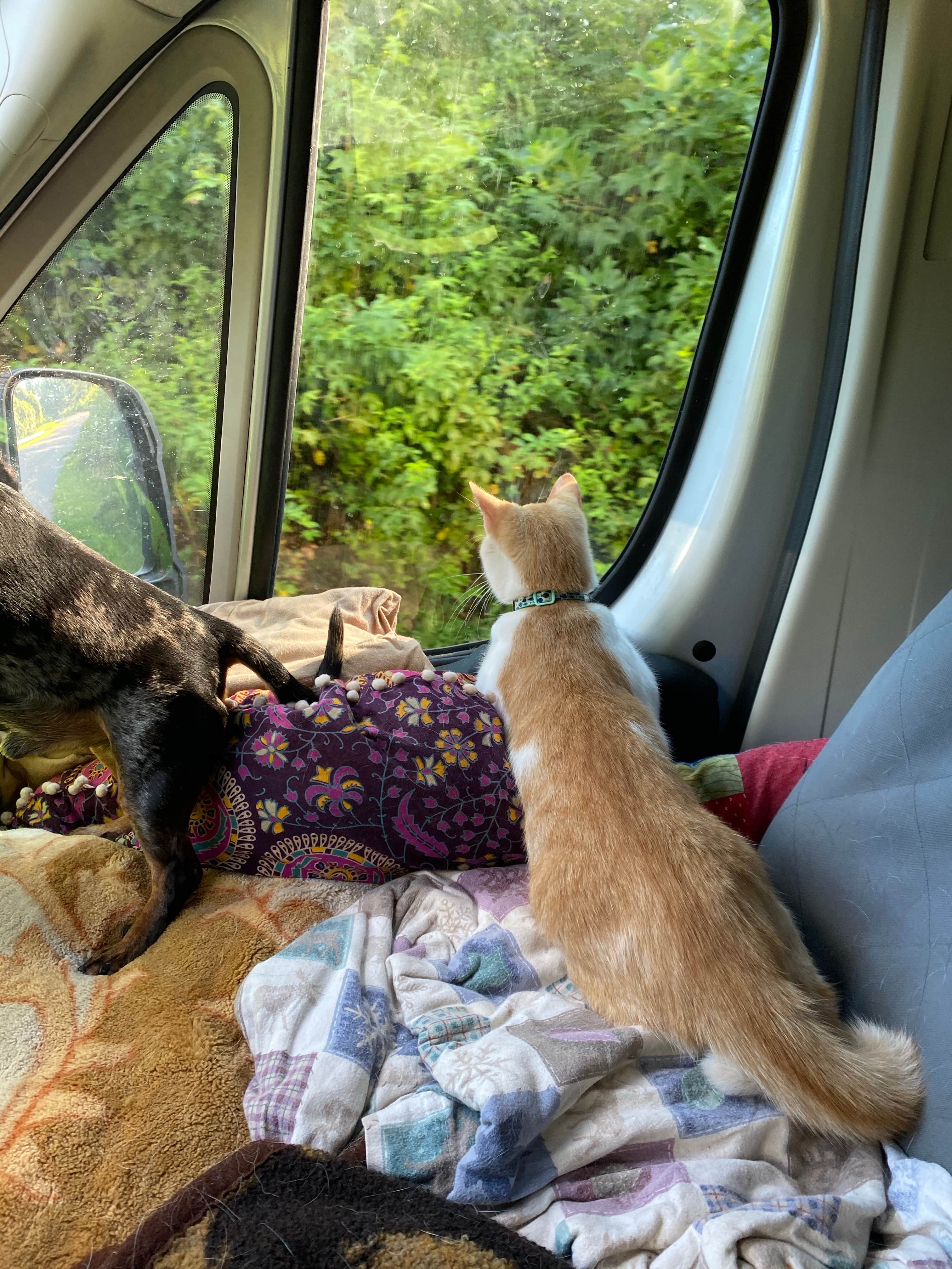 Shelly S.'s photo of camping with pets at Barren River Lake Resort Lodge & Cottages — Barren River Lake State Resort Park near Glasgow, KY