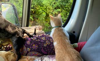 Shelly S.'s photo of camping with pets at Barren River Lake Resort Lodge & Cottages — Barren River Lake State Resort Park near Glasgow, KY