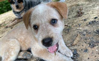 Shelly S.'s photo of camping with pets at Barren River Lake Resort Lodge & Cottages — Barren River Lake State Resort Park near Lafayette, TN