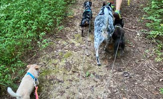 Shelly S.'s photo of camping with pets at Barren River Lake Resort Lodge & Cottages — Barren River Lake State Resort Park near Lafayette, TN