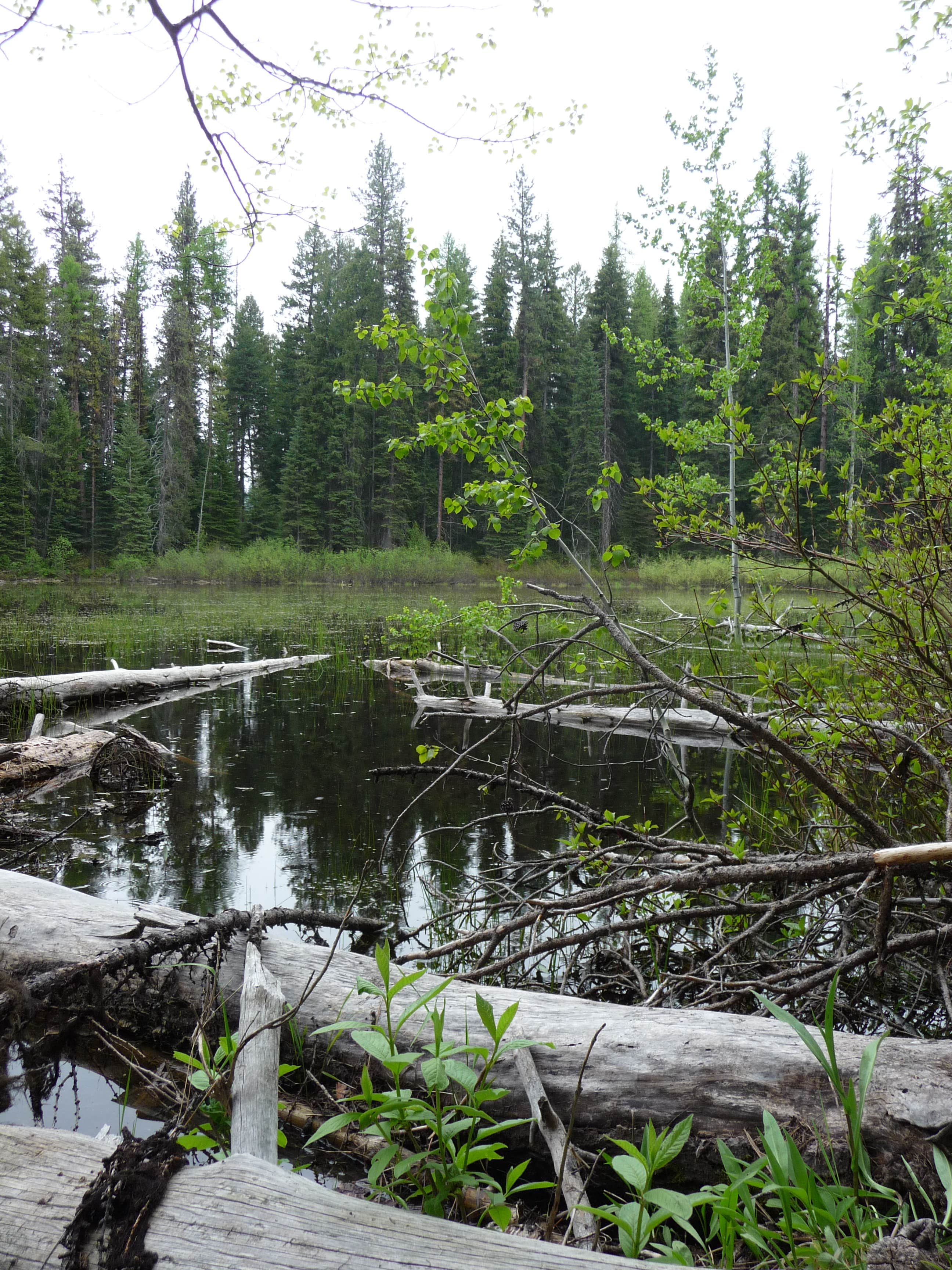 Camper submitted image from Peninsula Campground — Ponderosa State Park - 4