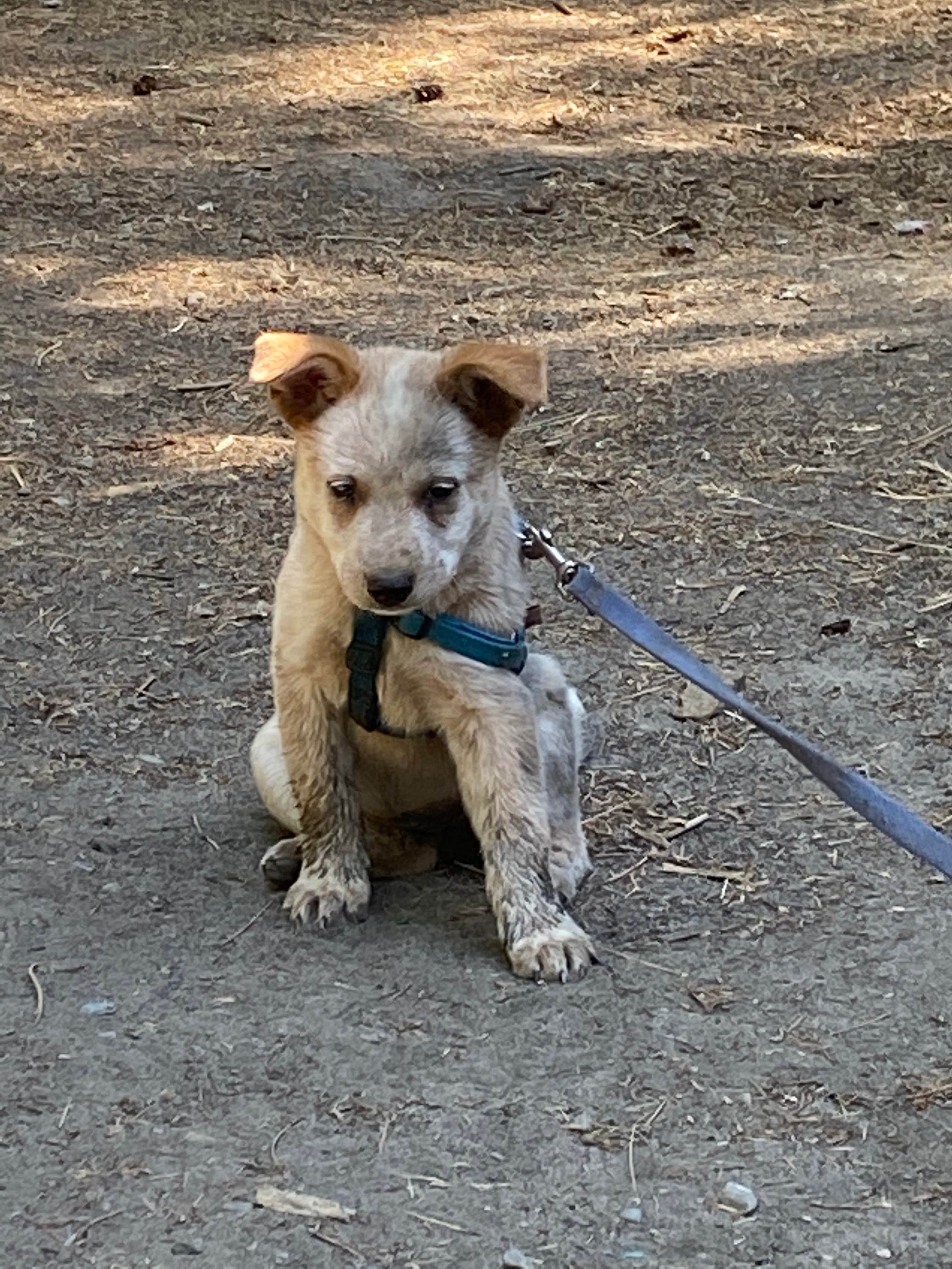 Shelly S.'s photo of camping with pets at Thompson Falls State Park Campground near Plains, MT