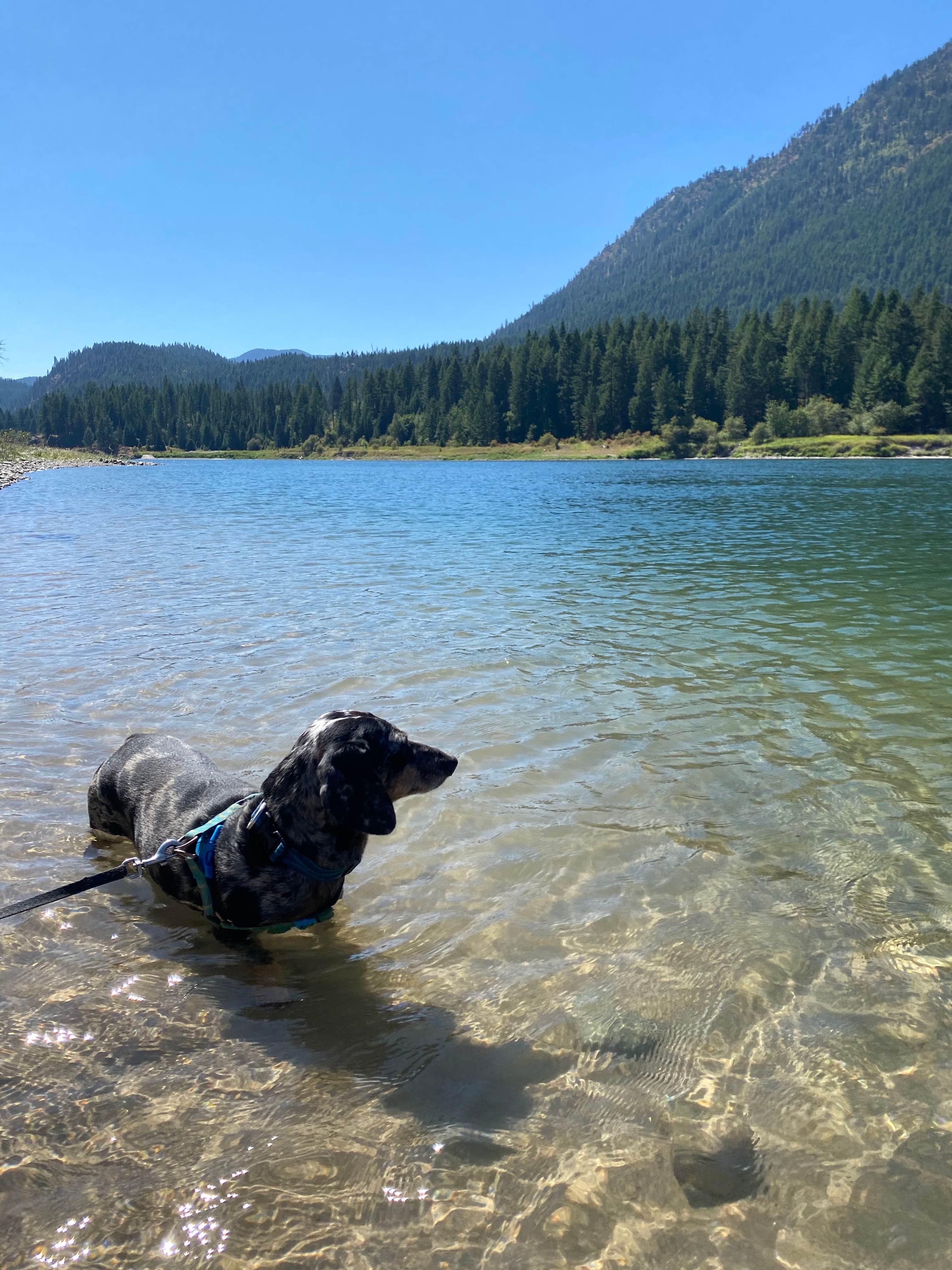 Shelly S.'s photo of camping with pets at Thompson Falls State Park Campground near Wallace, ID