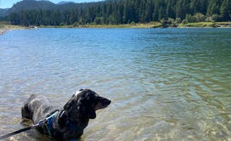 Shelly S.'s photo of camping with pets at Thompson Falls State Park Campground near Thompson Falls, MT