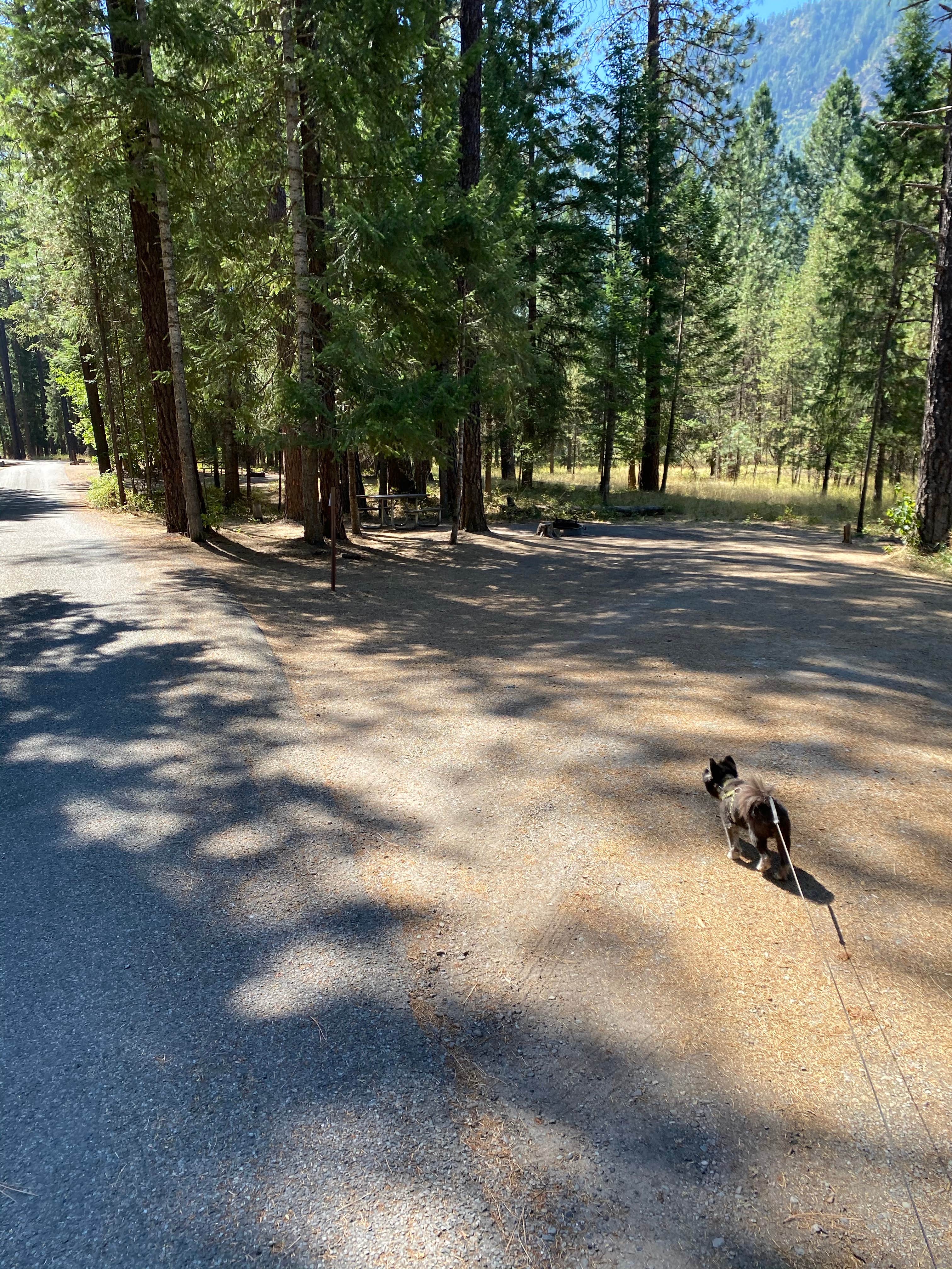 Shelly S.'s photo of camping with pets at Thompson Falls State Park Campground near Plains, MT