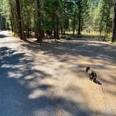 Review photo of Thompson Falls State Park Campground by Shelly S., November 6, 2020