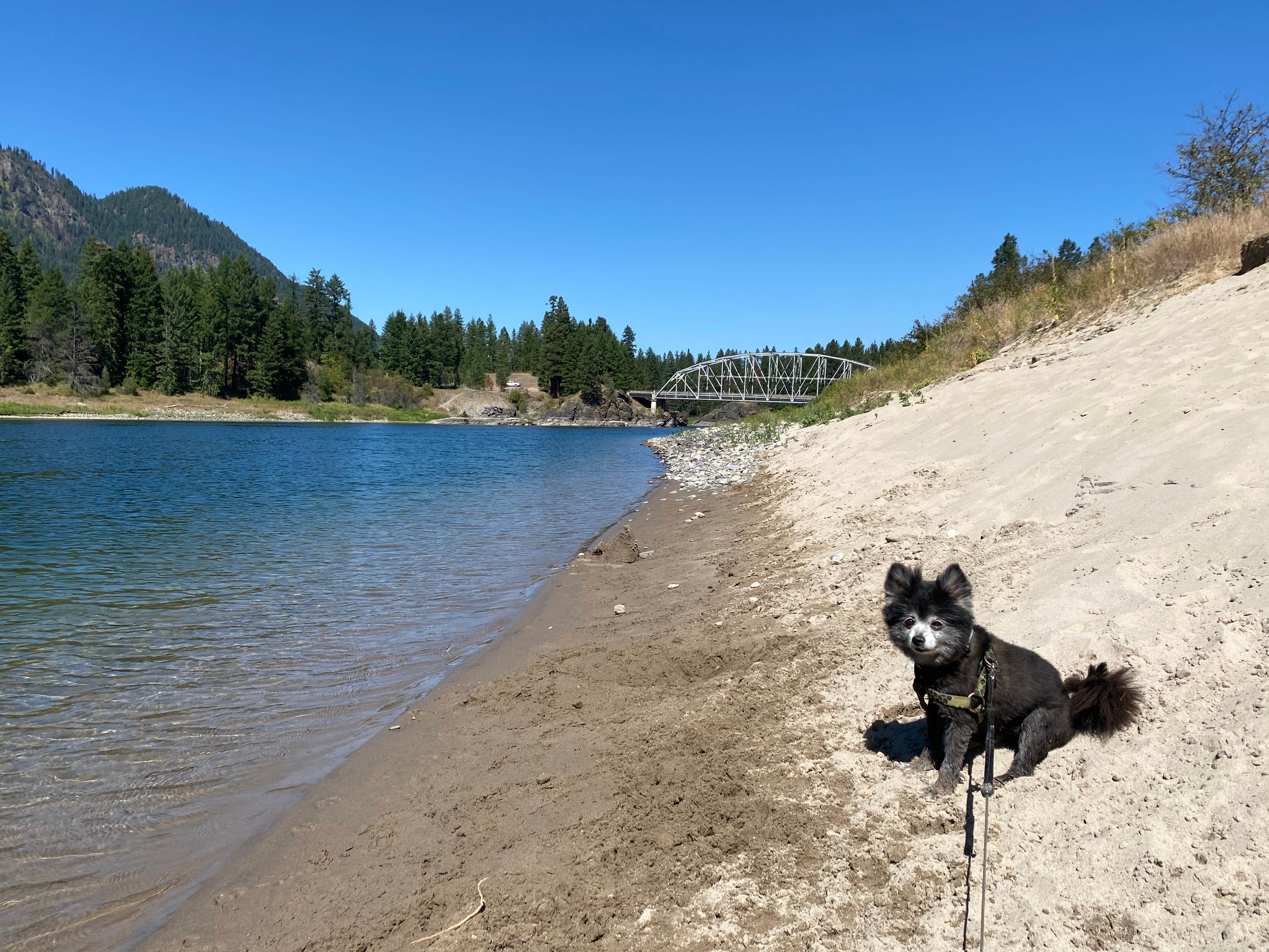 Shelly S.'s photo of camping with pets at Thompson Falls State Park Campground near Wallace, ID