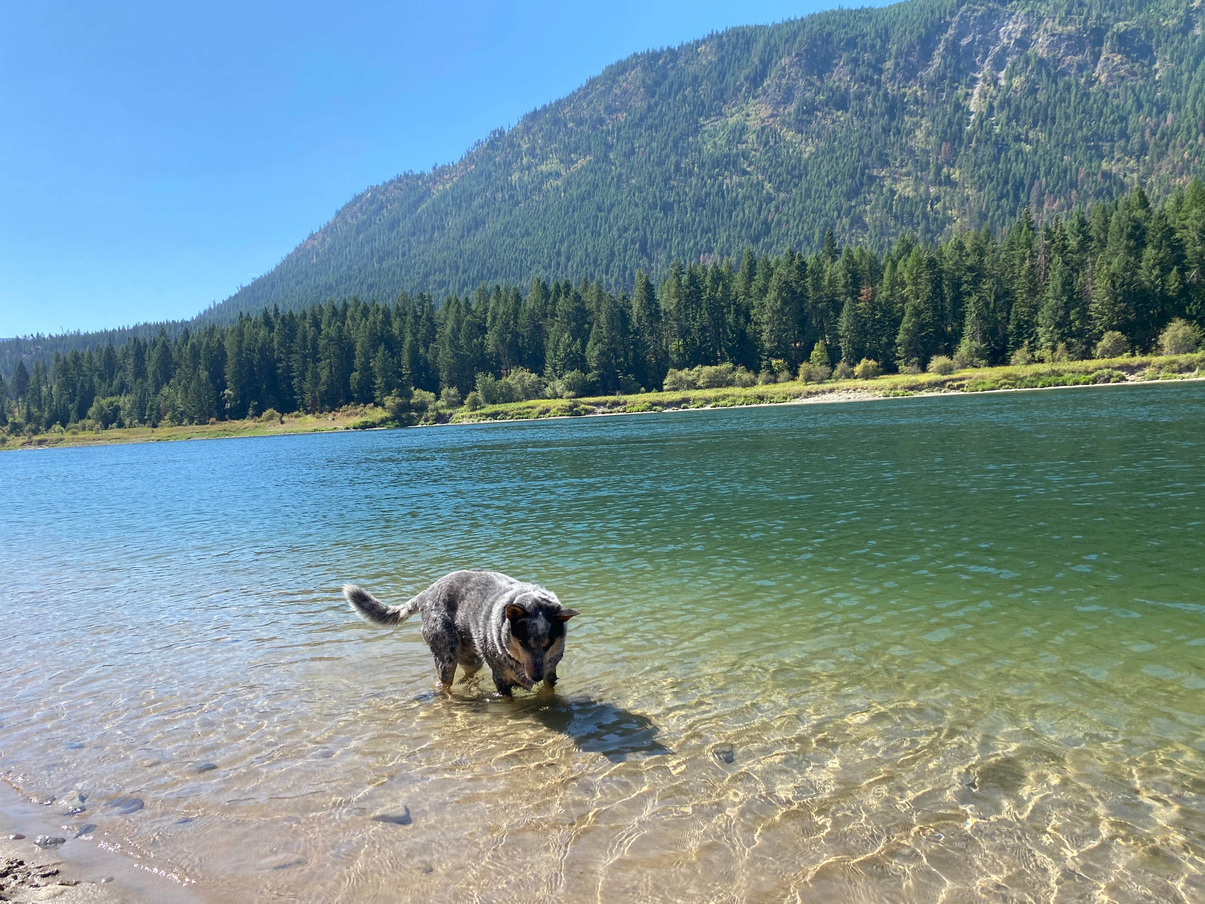 Shelly S.'s photo of camping with pets at Thompson Falls State Park Campground near Thompson Falls, MT