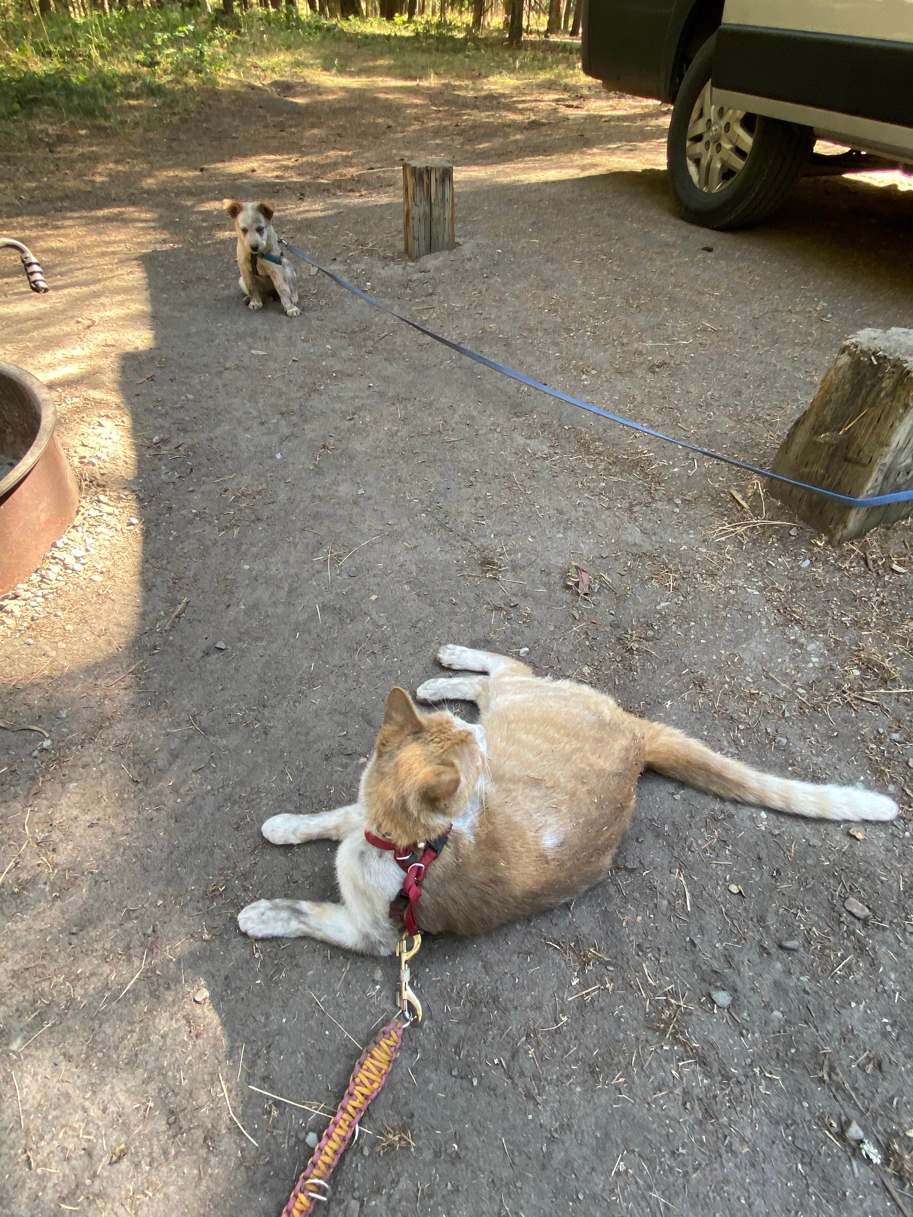 Camping near Rimrock Lodge RV Park: Thompson Falls State Park Campground, Thompson Falls, Montana