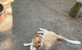 Shelly S.'s photo of camping with pets at Thompson Falls State Park Campground near Mullan, ID