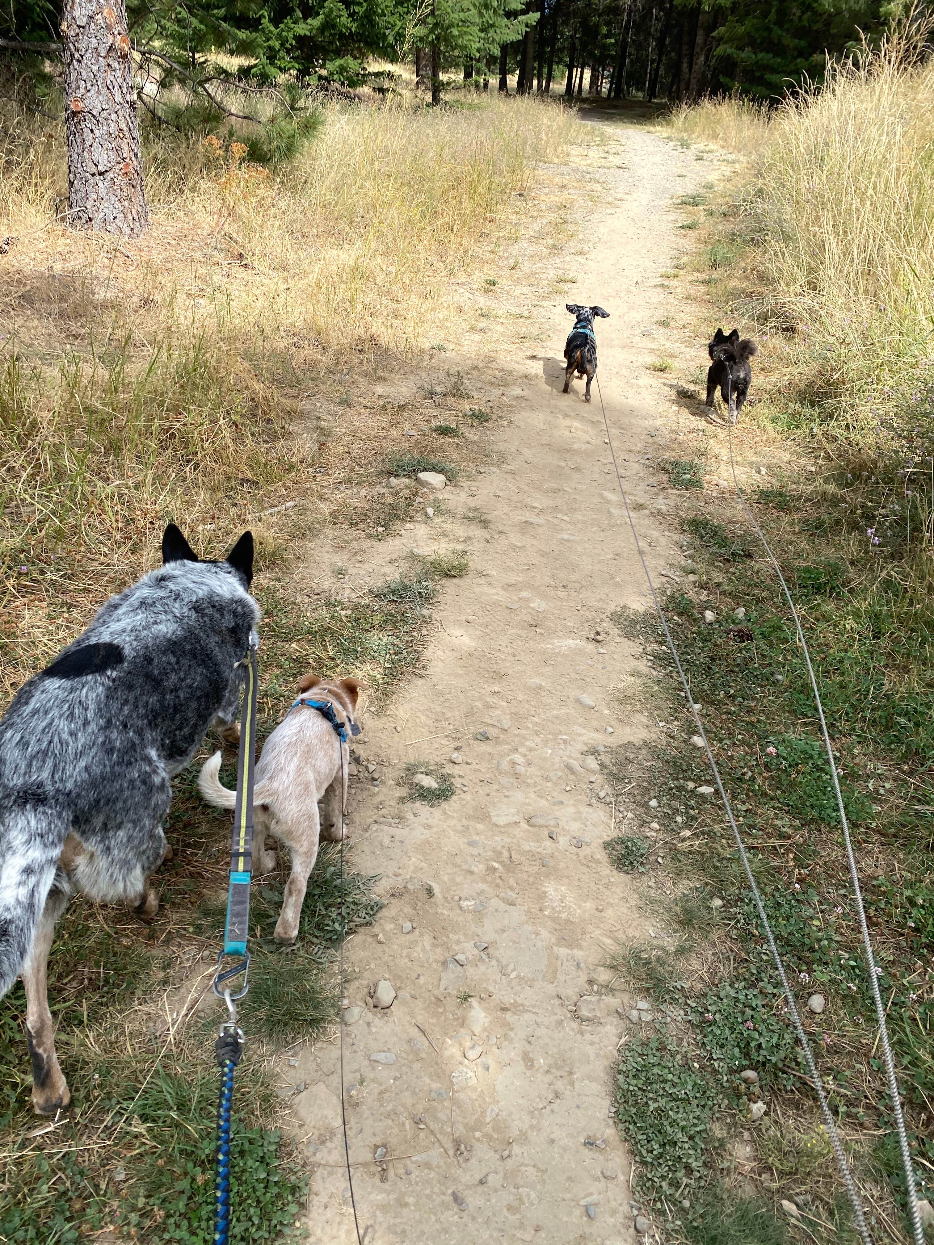 Shelly S.'s photo of camping with pets at Gilmore Campground — Farragut State Park near Coeur d'Alene, ID
