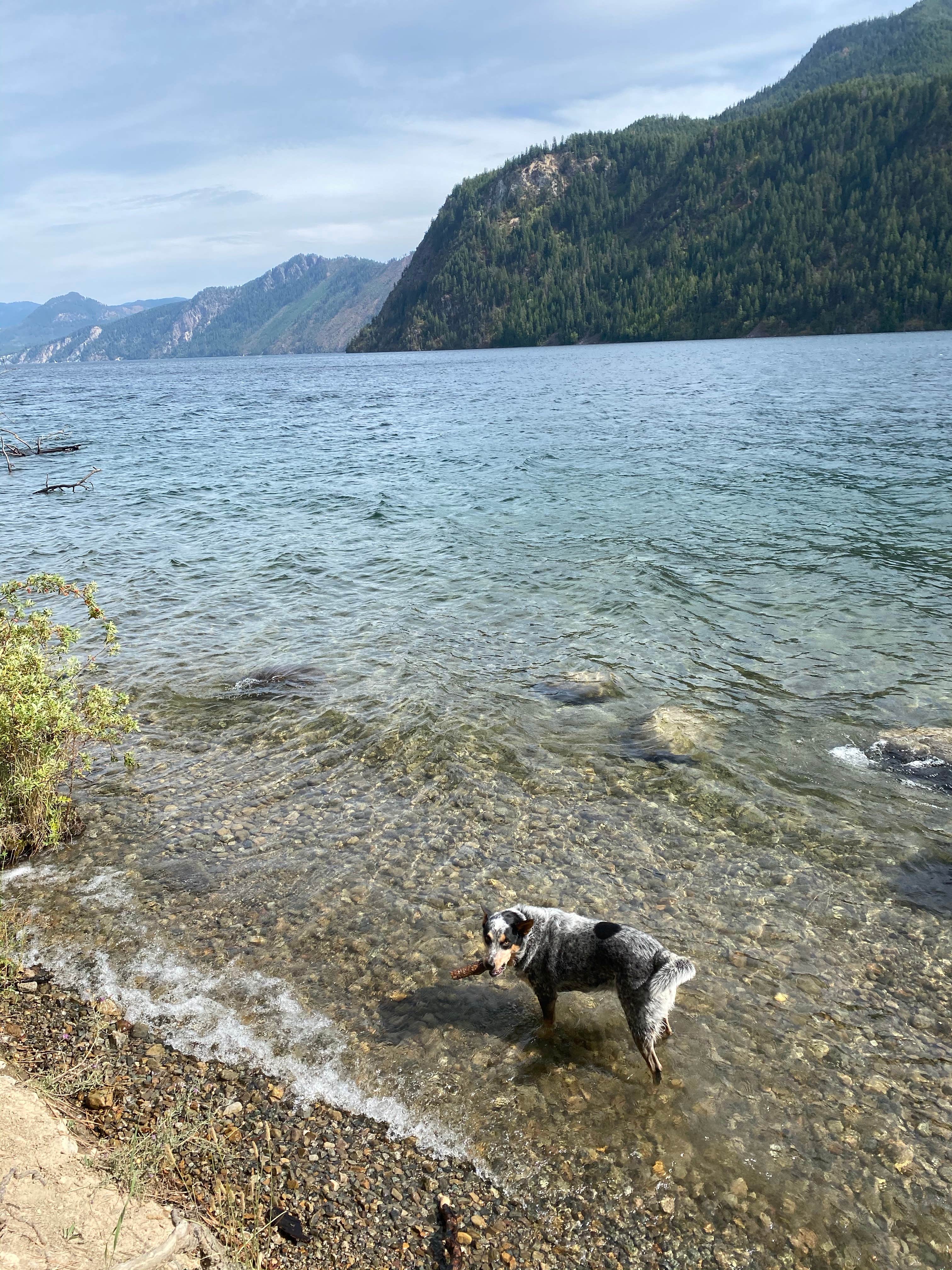Shelly S.'s photo of camping with pets at Gilmore Campground — Farragut State Park near Hayden, ID