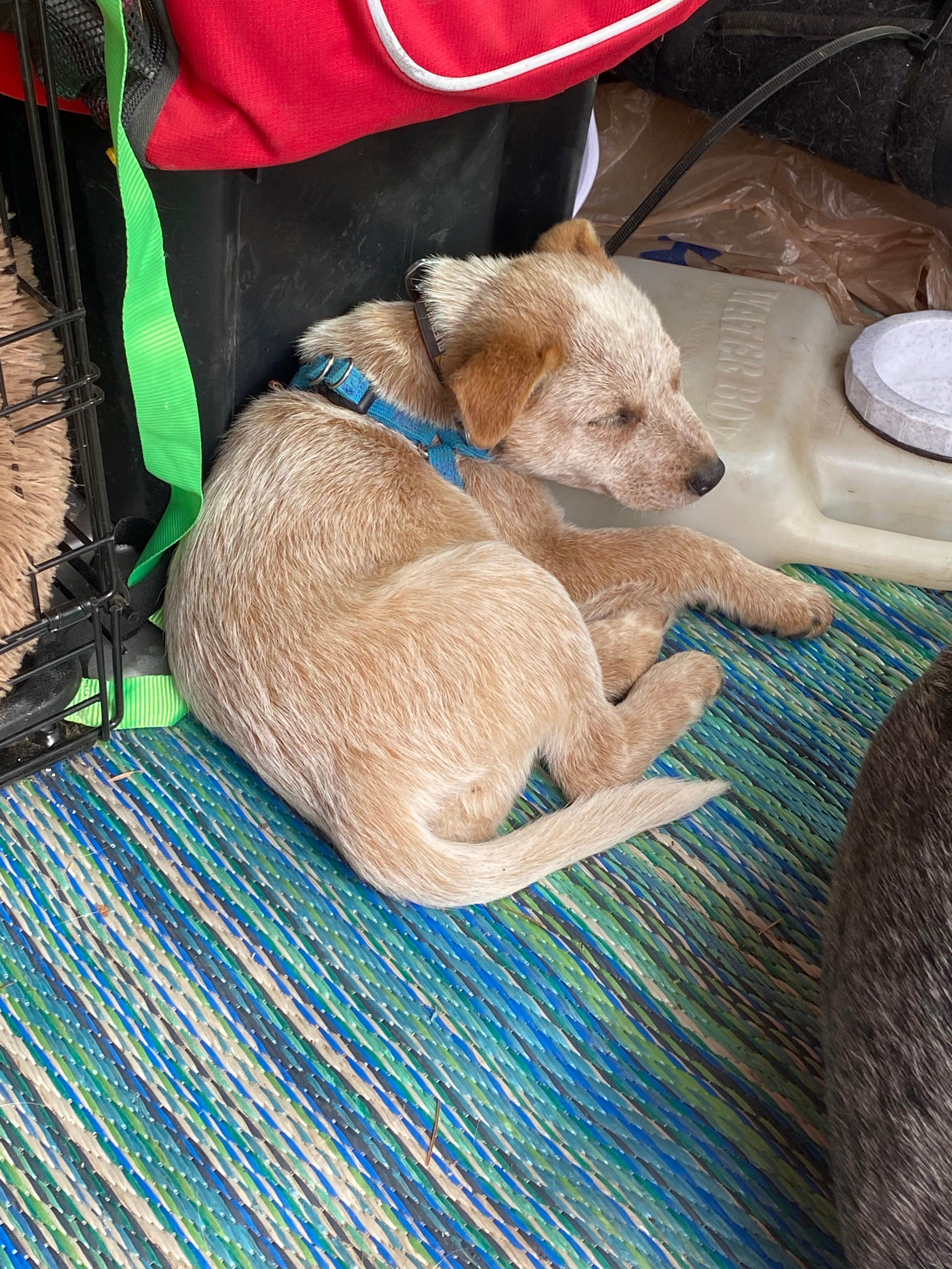 Shelly S.'s photo of camping with pets at Gilmore Campground — Farragut State Park near Kaniksu National Forest