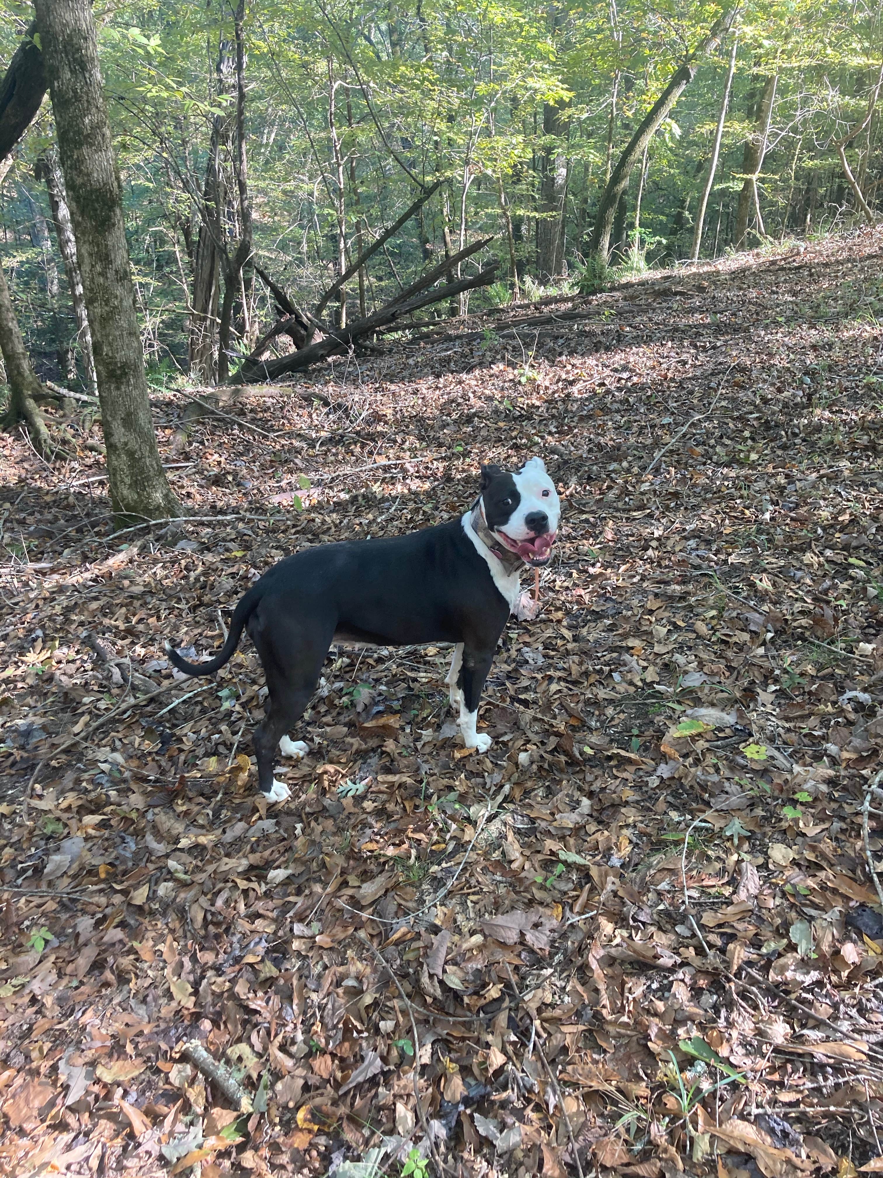 Raymond B.'s photo of camping with pets at Forkland Campground near Tennessee-Tombigbee Waterway