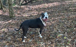 Raymond B.'s photo of camping with pets at Forkland Campground near Marion, AL