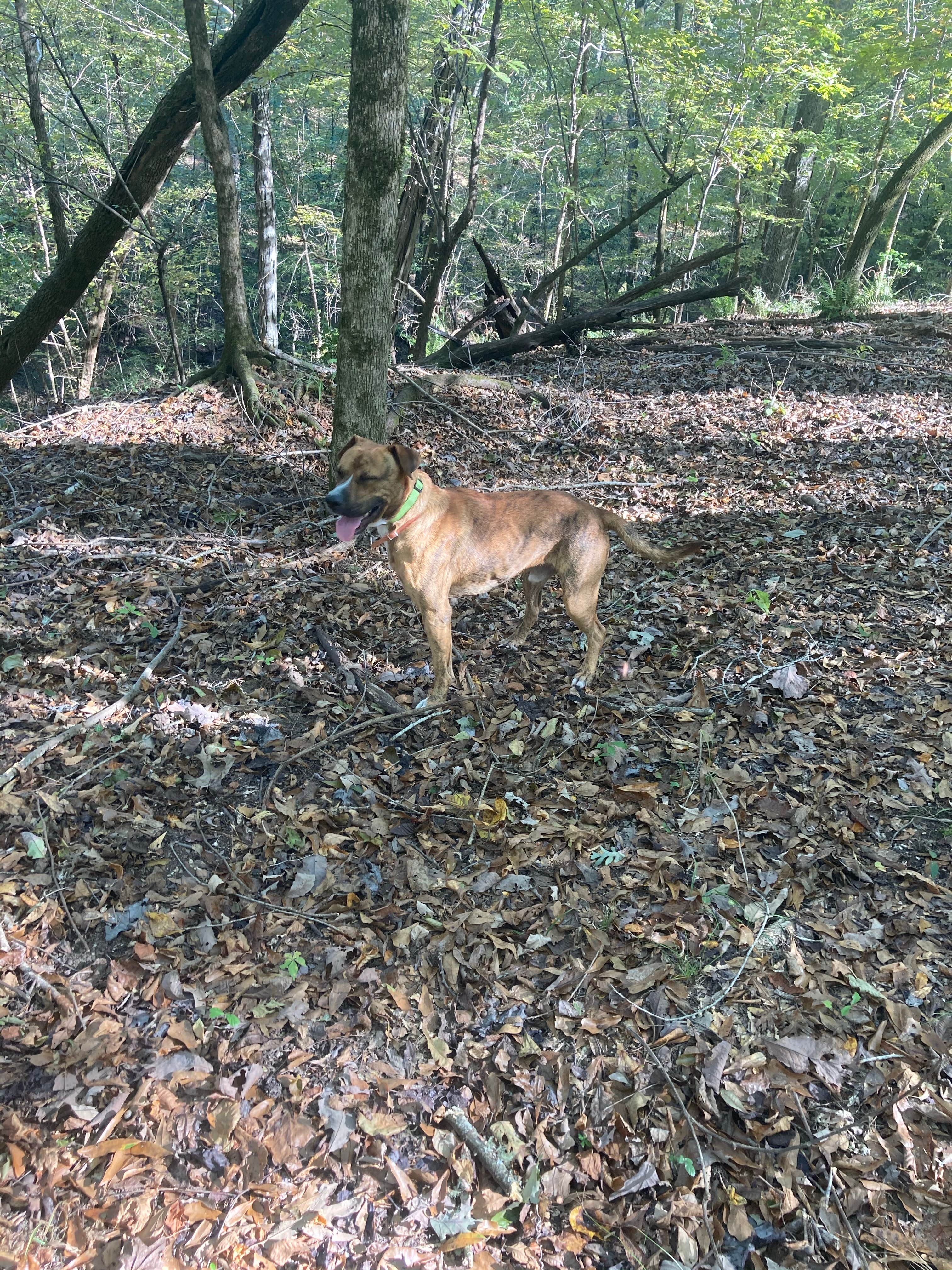 Raymond B.'s photo of camping with pets at Forkland Campground near Marion Junction, AL