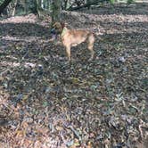 Review photo of Forkland Campground by Raymond B., November 6, 2020