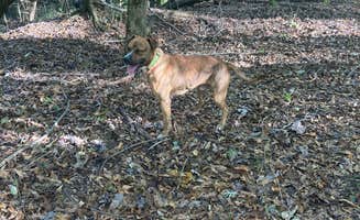 Raymond B.'s photo of camping with pets at Forkland Campground near Black Warrior and Tombigbee Lakes
